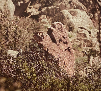 Bildband "Lebende Steine"