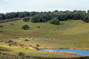 Pecorino "Monte Gonare"